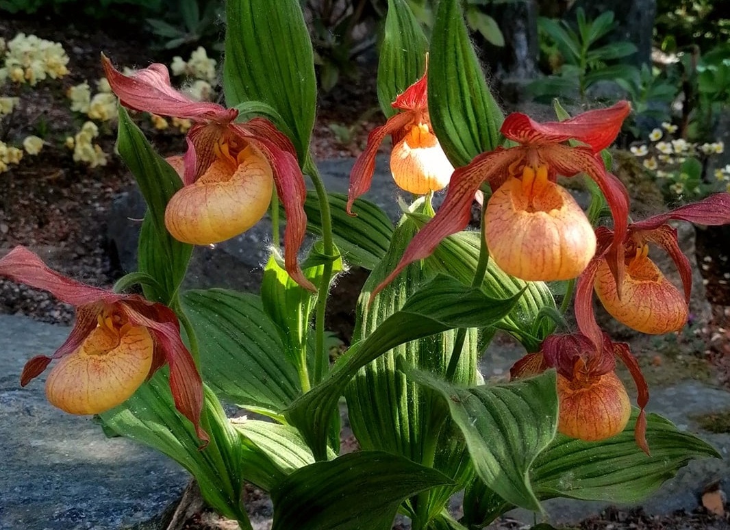 Башмачок мелкоцветковый