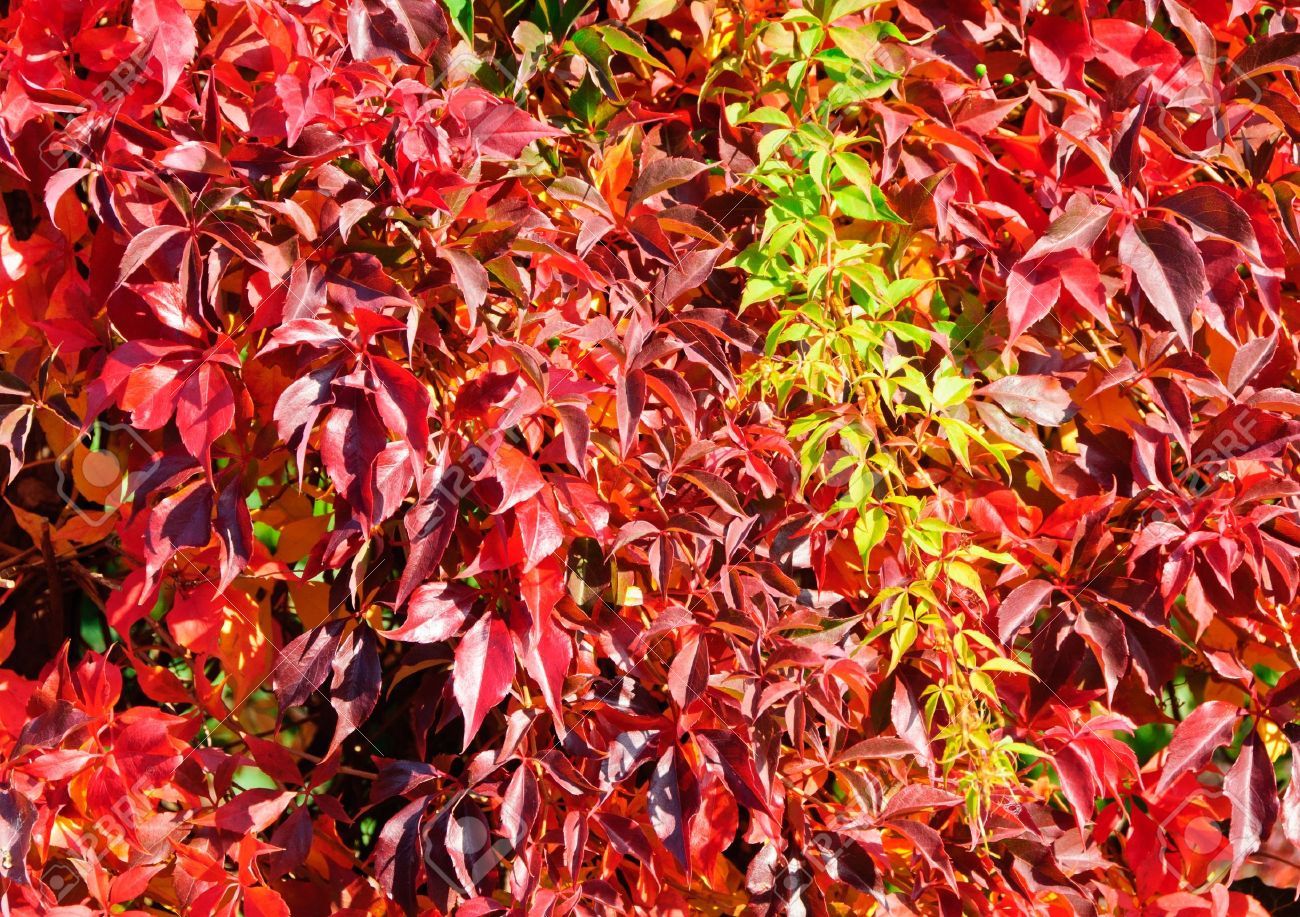 Девичий виноград Энгельмана