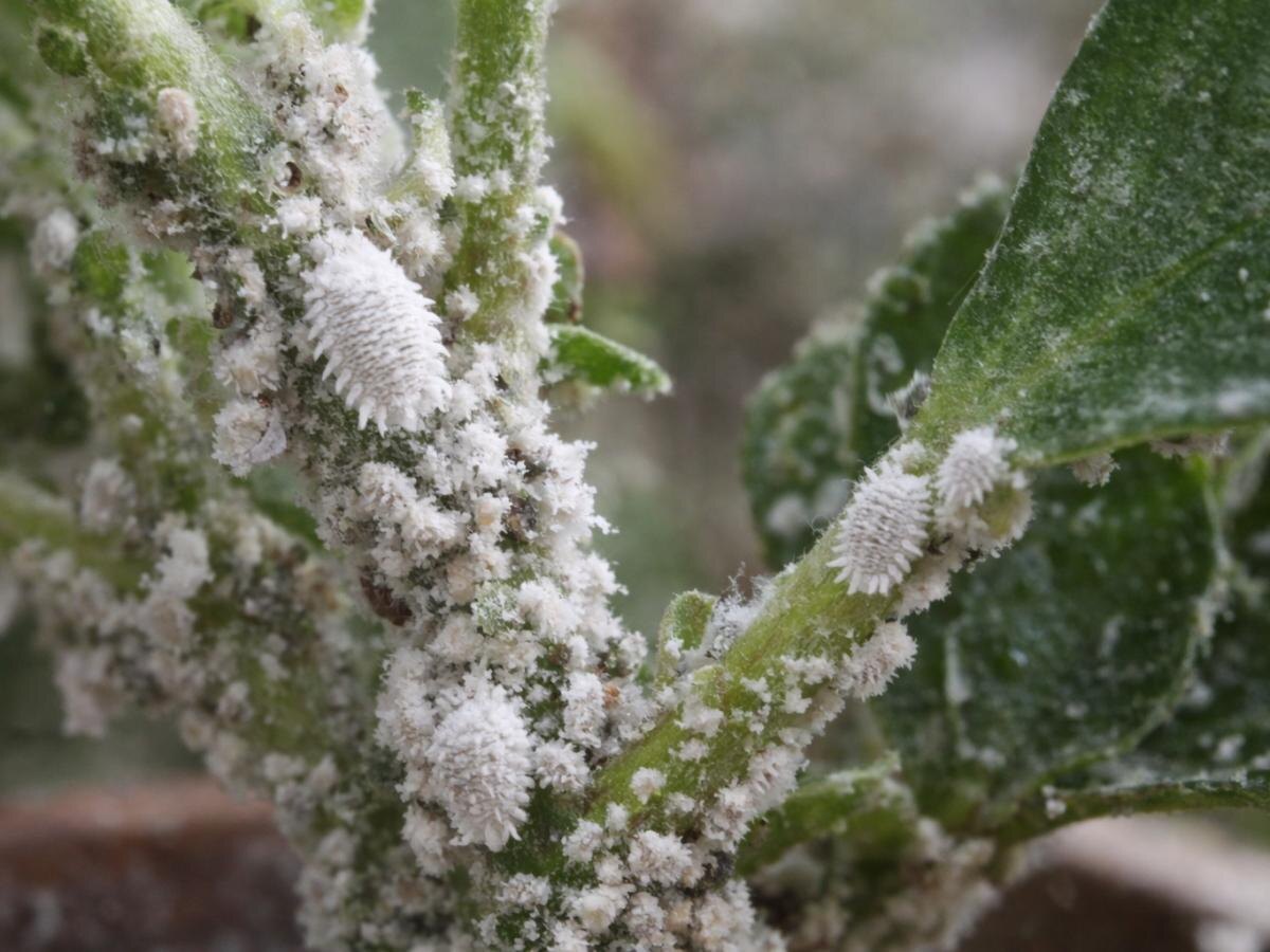 Гортензия черешковая Гортензия черешковая