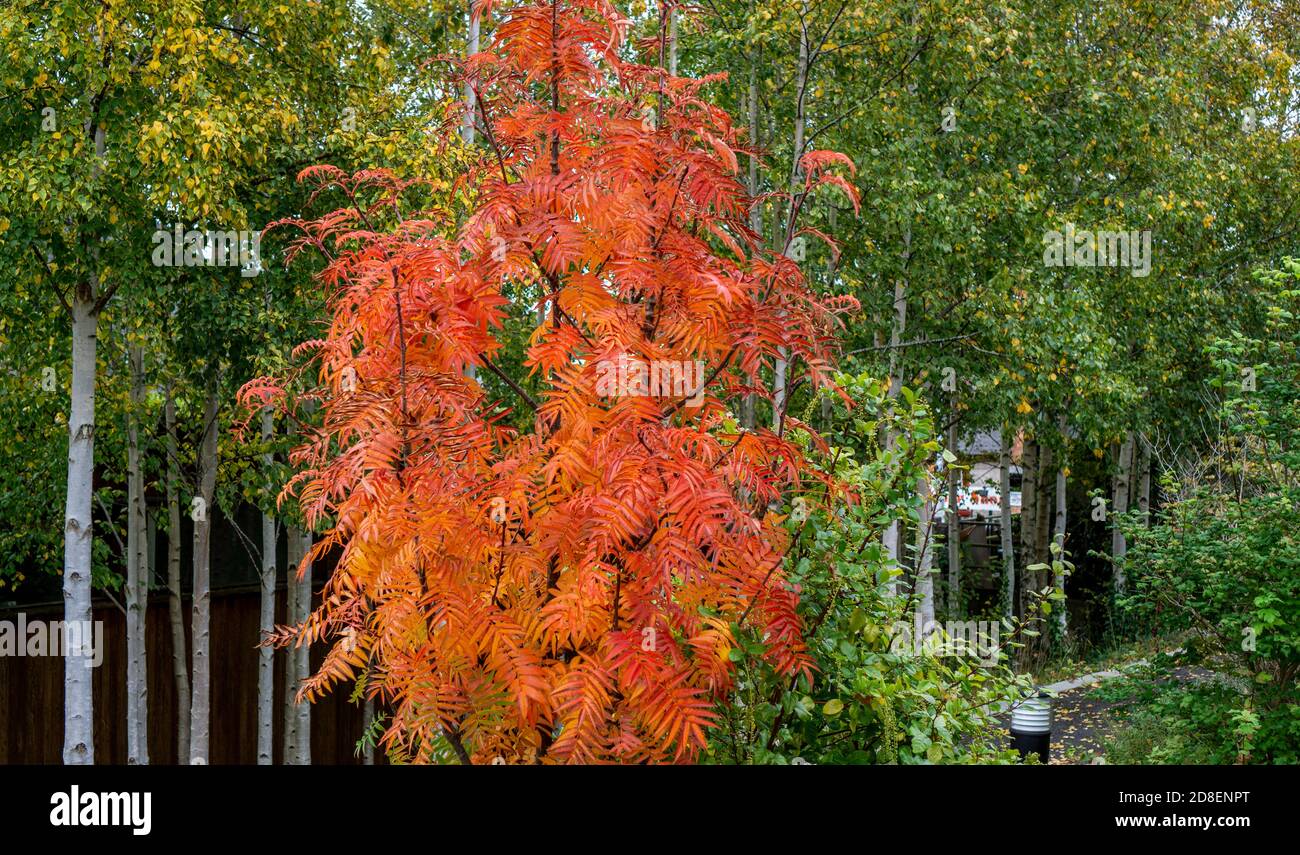 Рябина смешанная