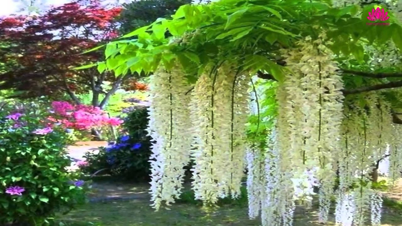 Глициния прекрасная Глициния прекрасная