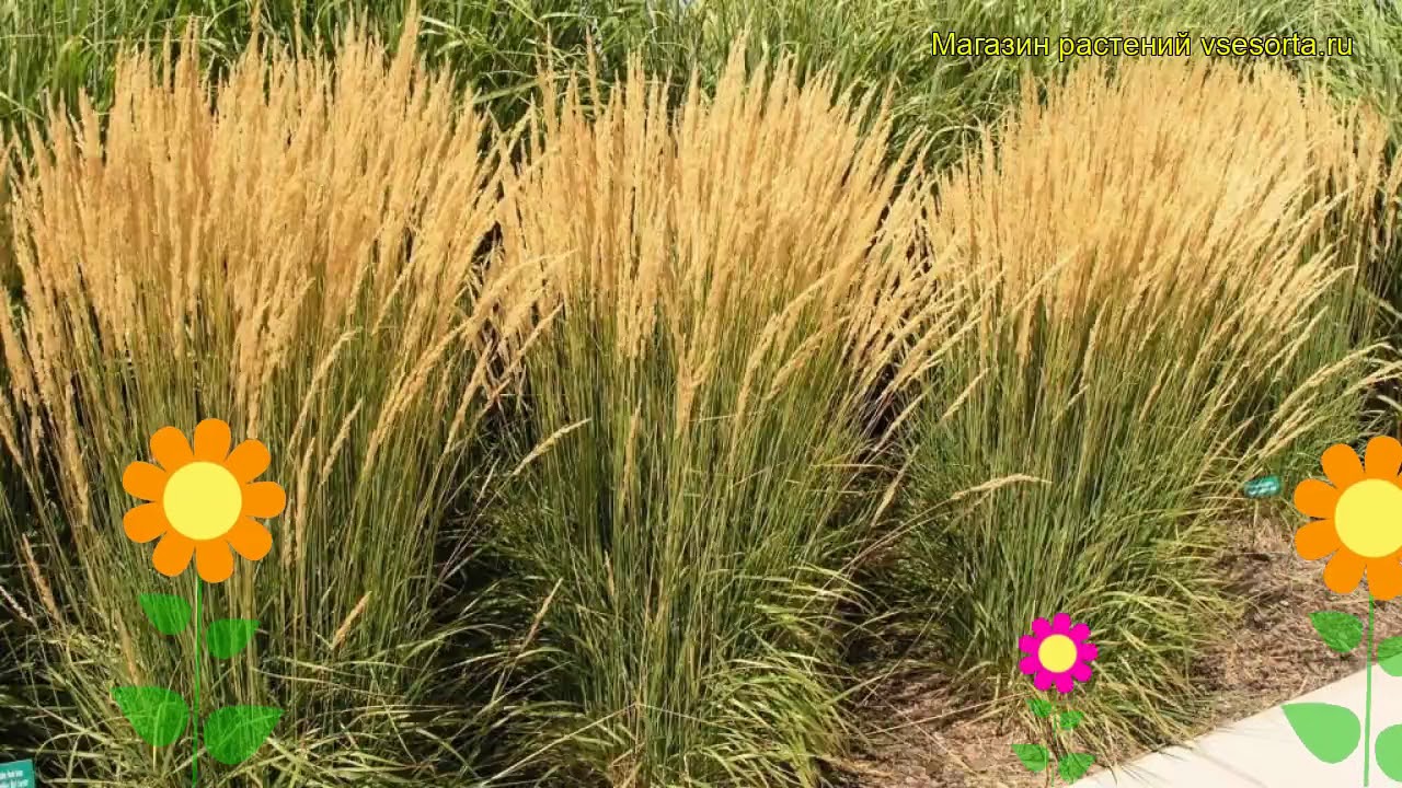 Вейник Вейник