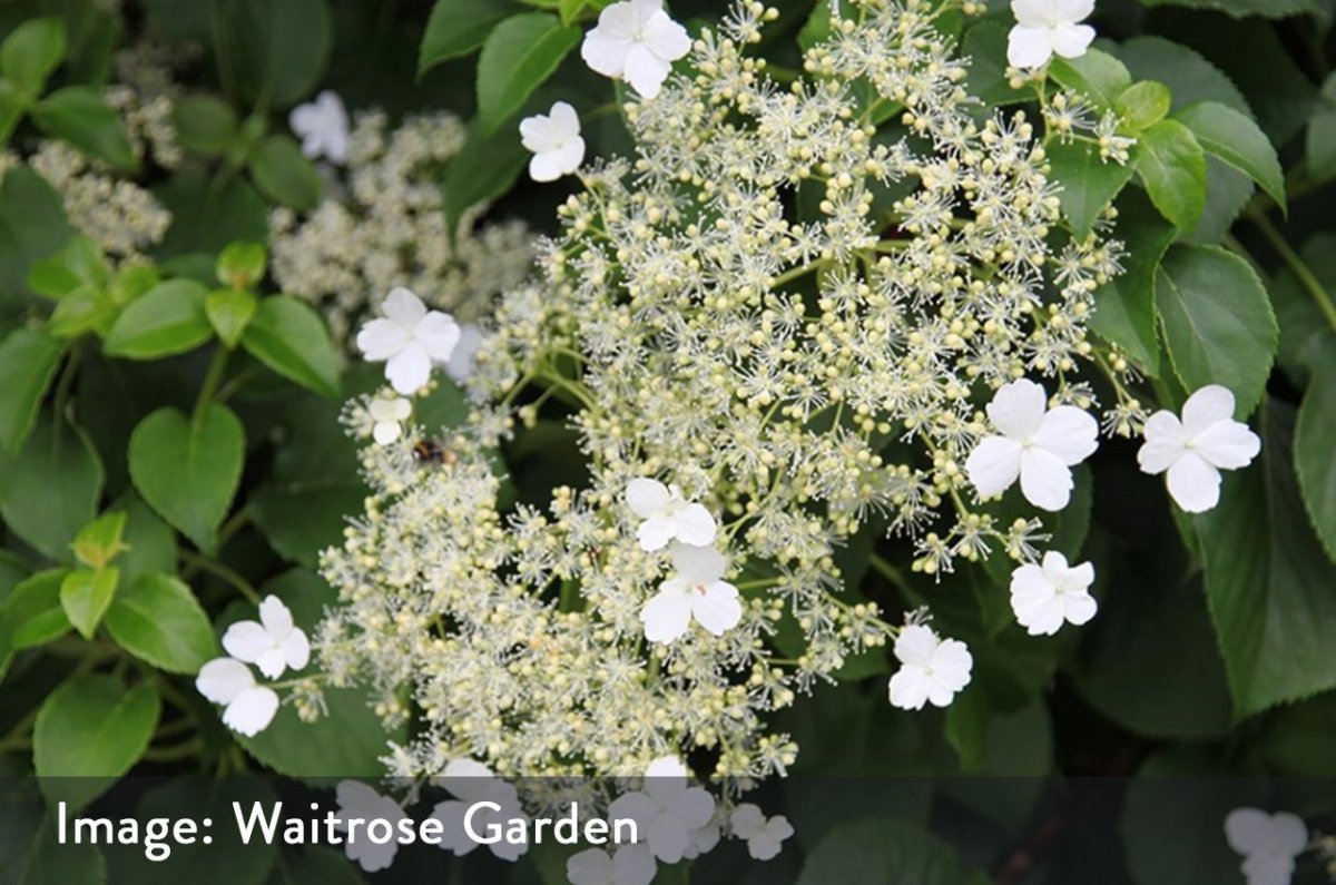 Гортензия черешковая Гортензия черешковая