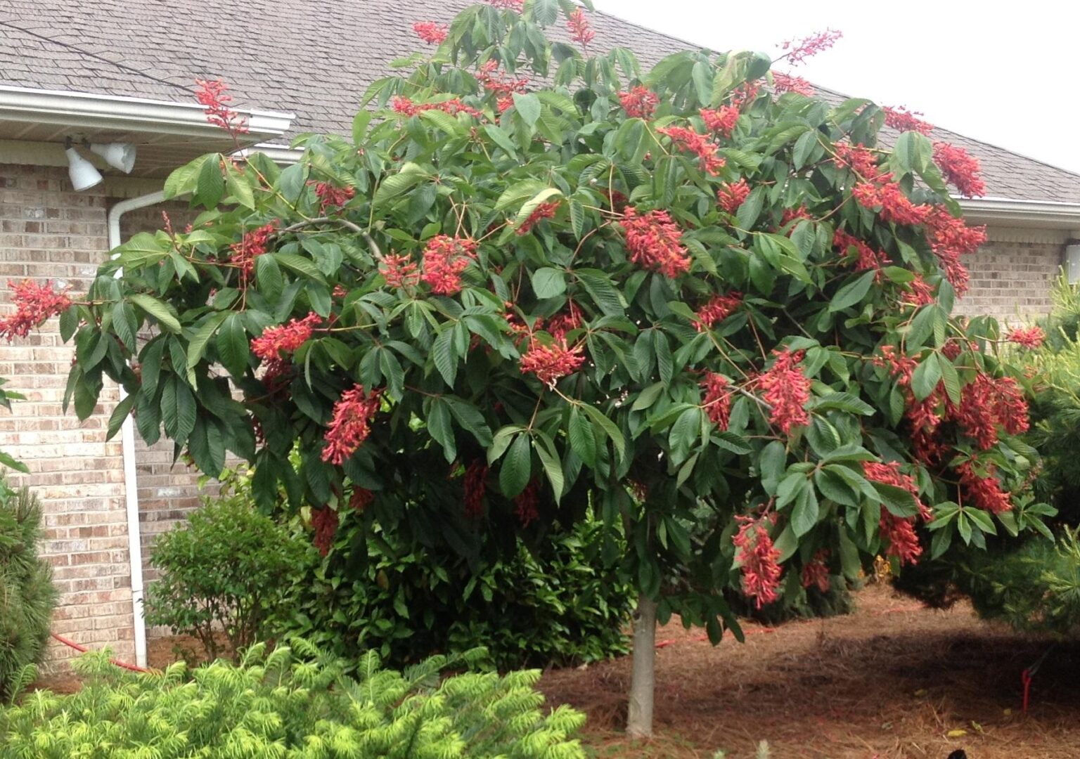 Каштан низкорослый