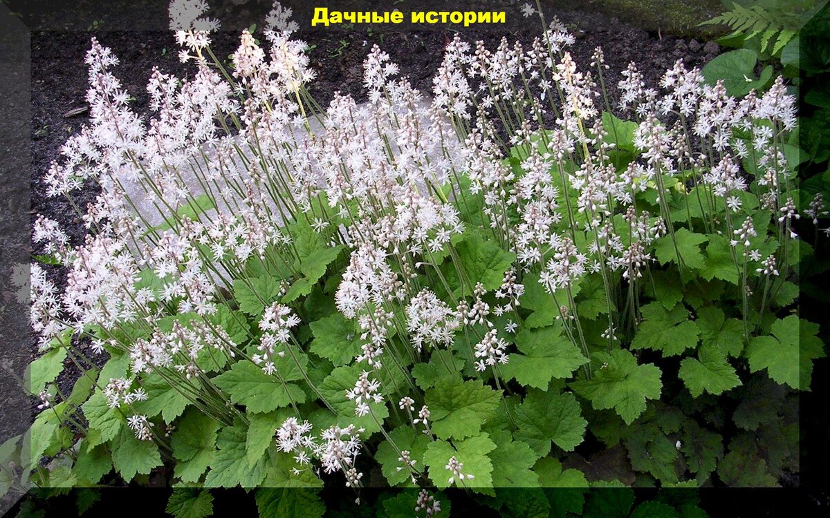 Тиарелла