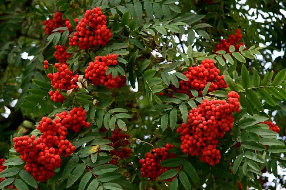 Рябина обыкновенная