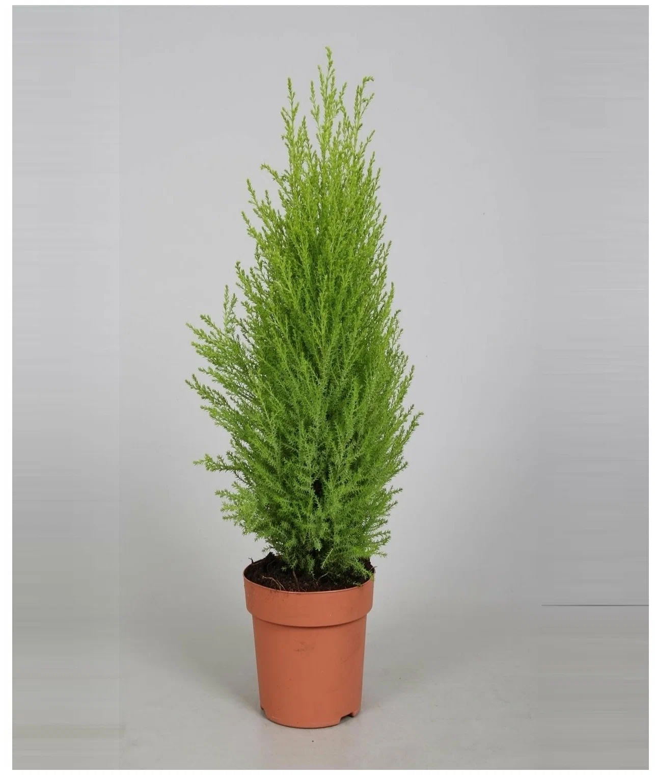 Кипарисовик