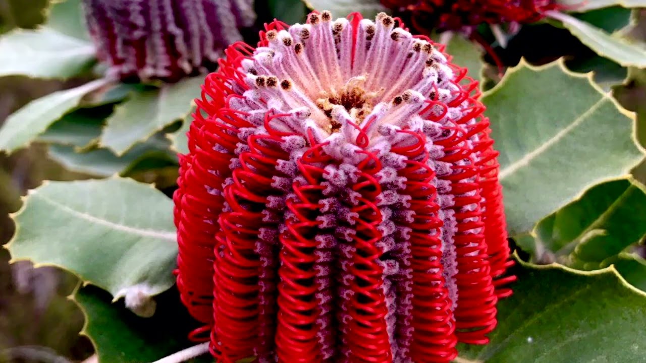 Банксия пильчатая Банксия пильчатая