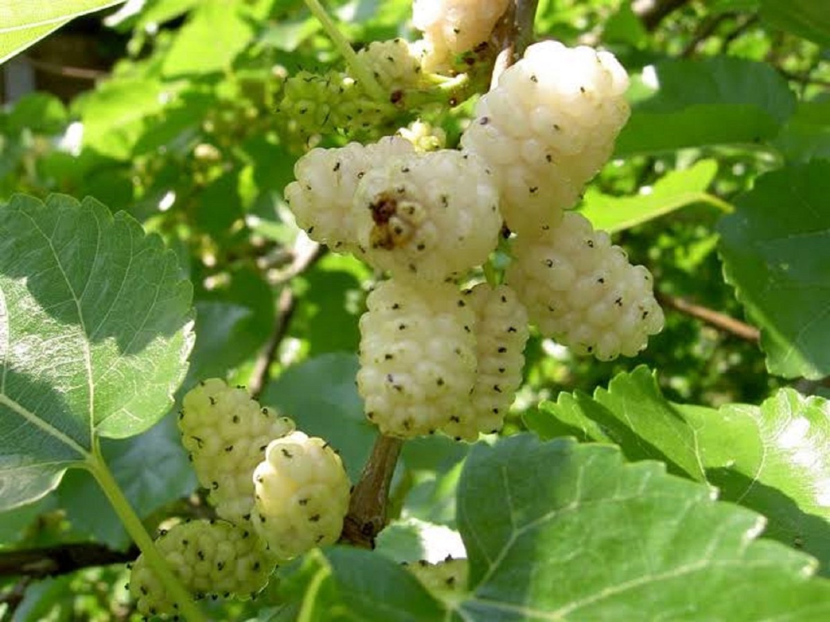 Шелковица