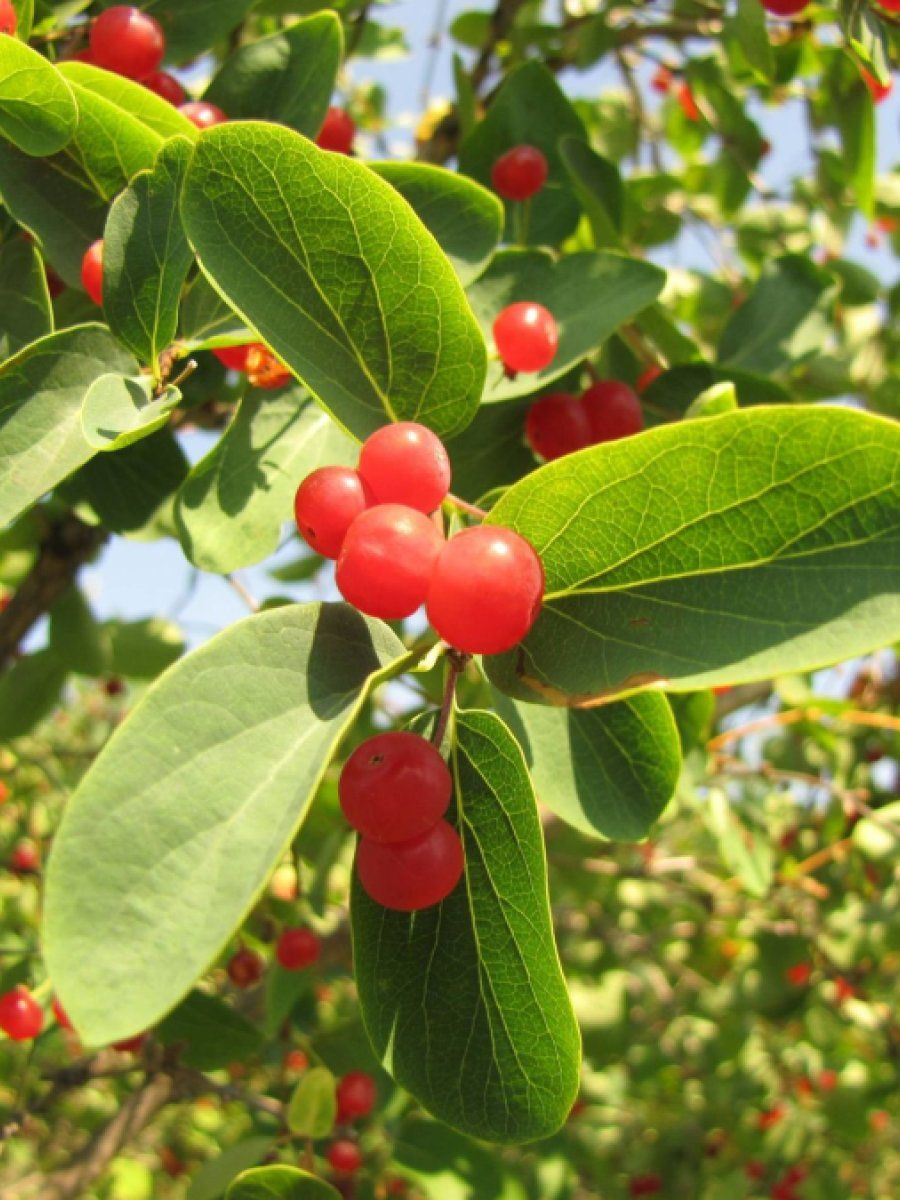 Жимолость татарская