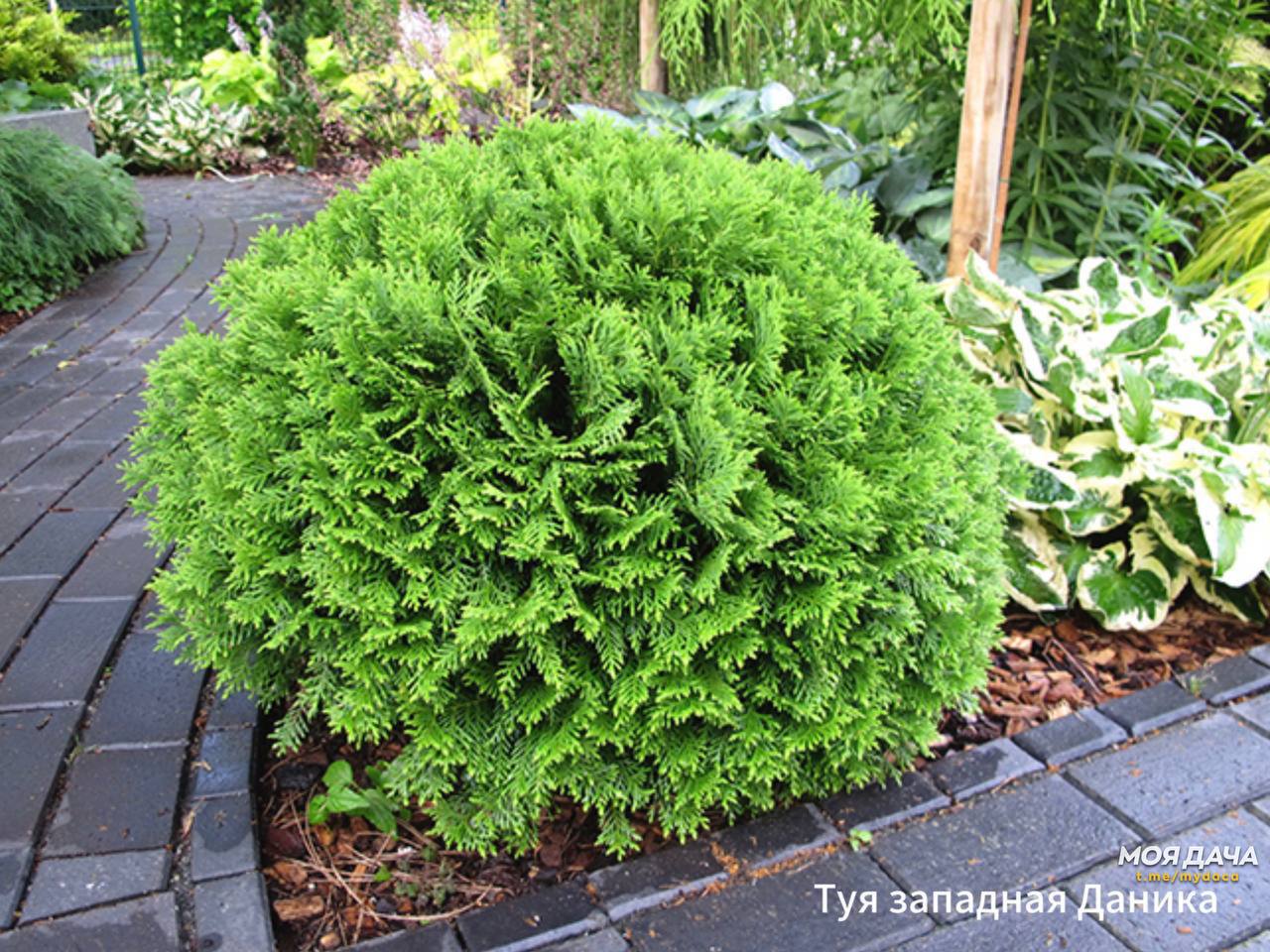 Туя западная Туя западная
