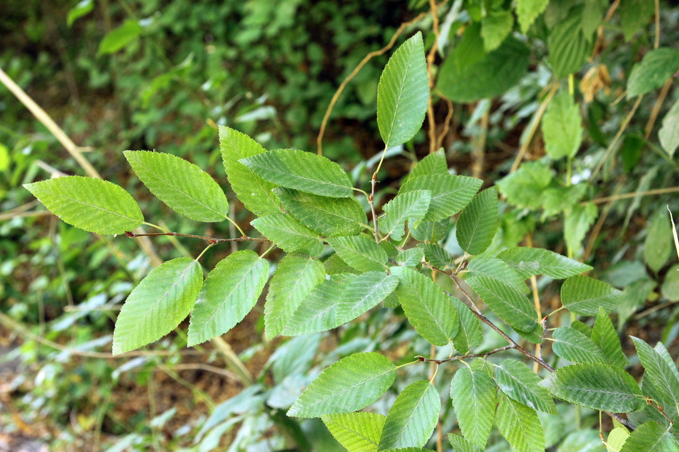 Граб Турчанинова