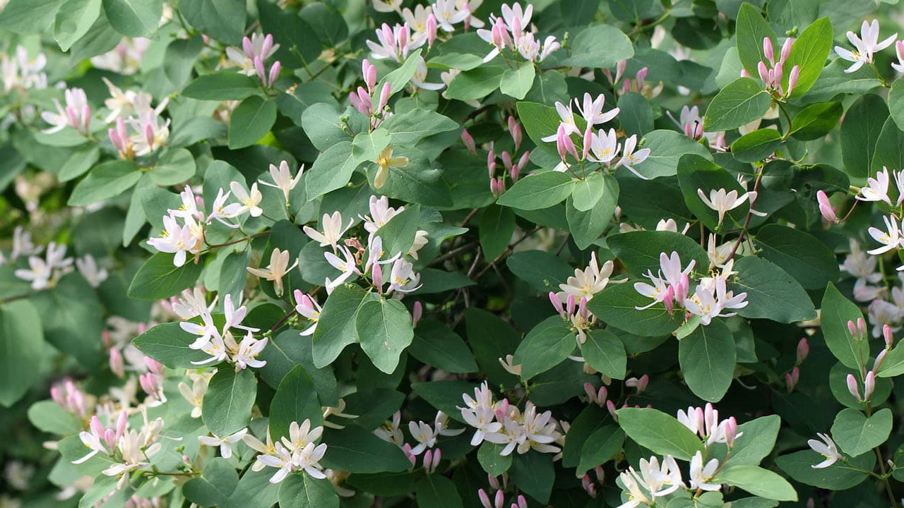 Жимолость алтайская