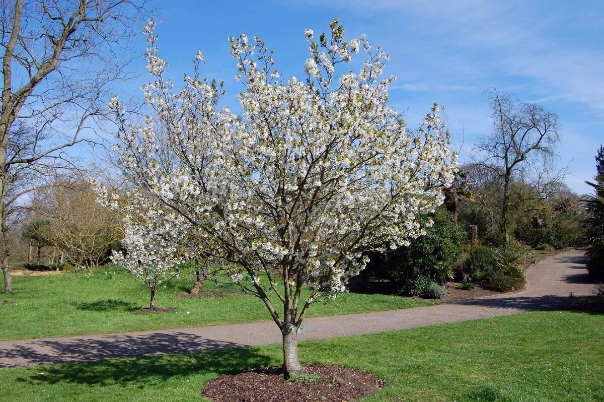 Груша обыкновенная