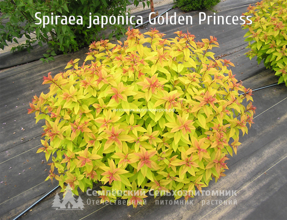 Спирея японская