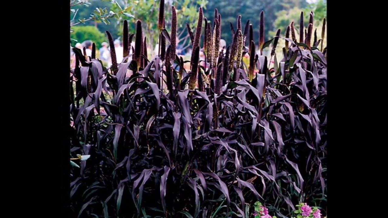 Безвкусница гибридная