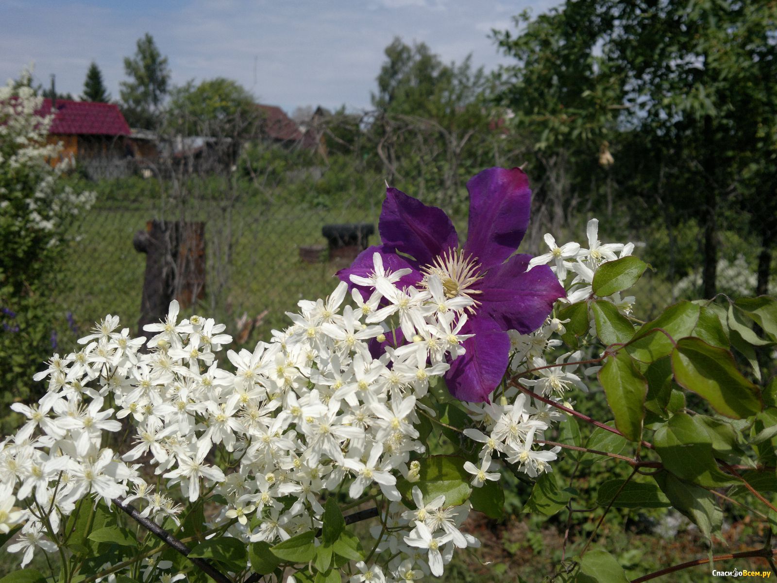 Ломонос горный