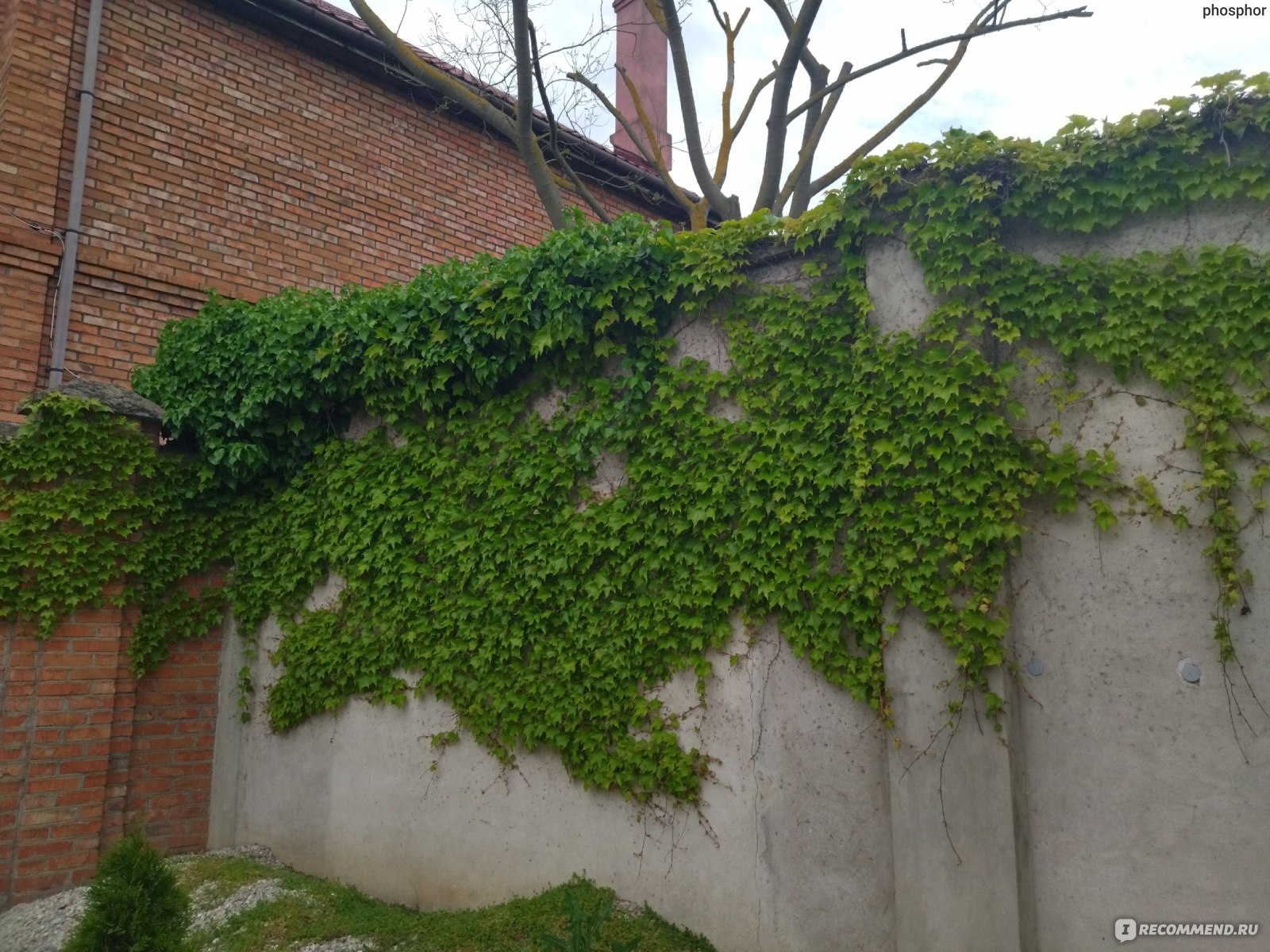 Девичий виноград триостренный