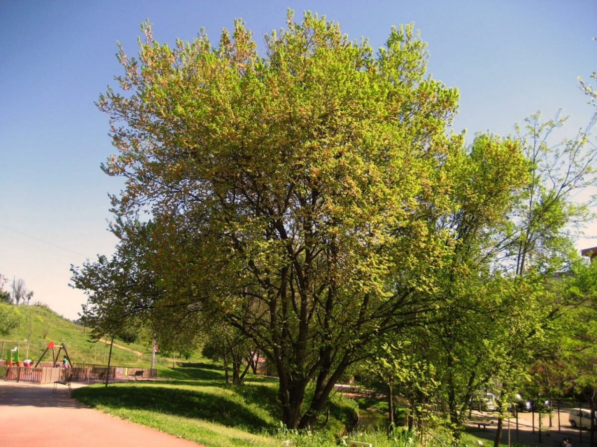 Вяз граболистный Вяз граболистный