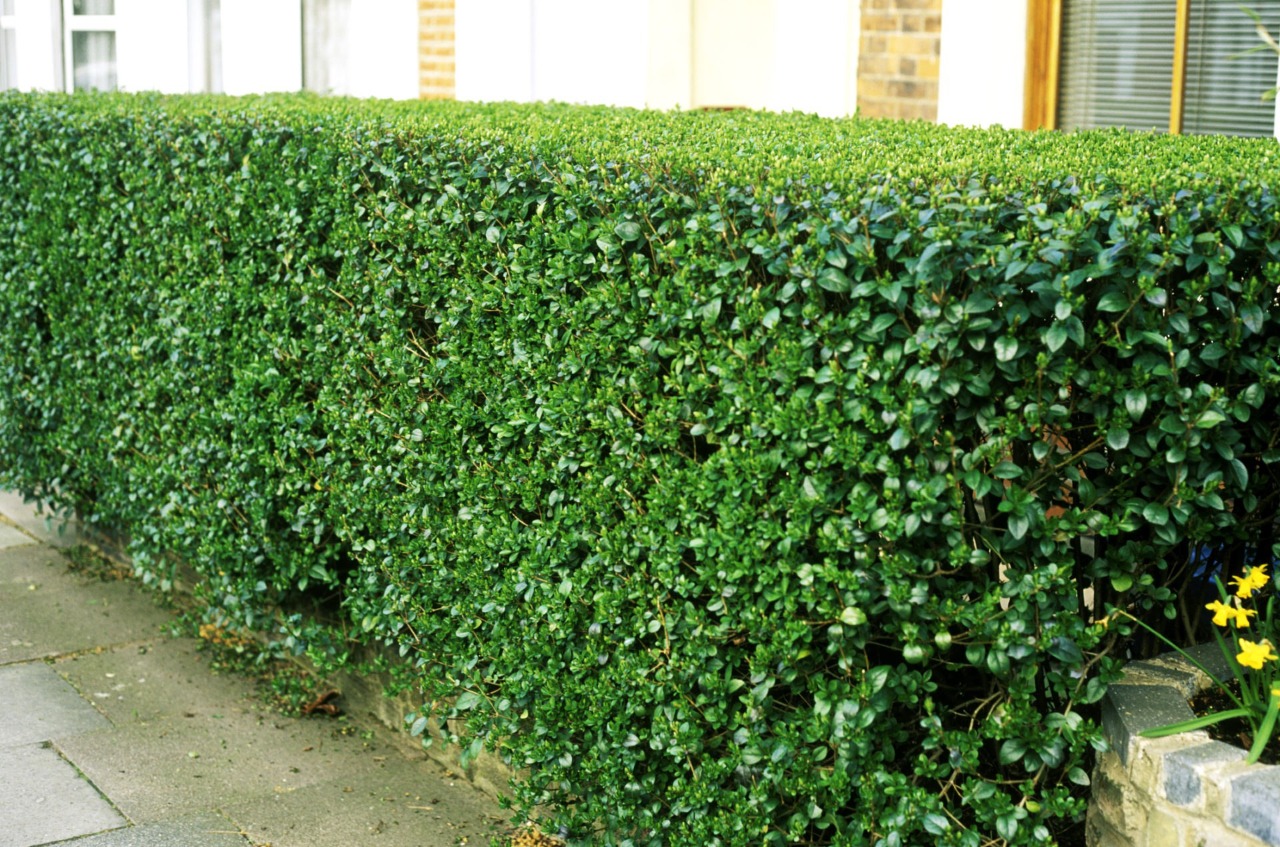 Бирючина плотная Бирючина плотная