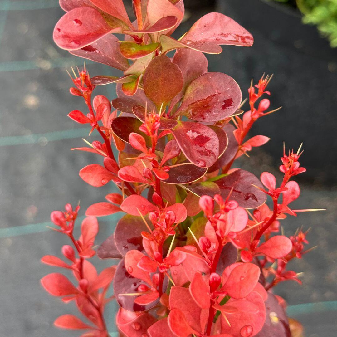 Барбарис Франциска-Фердинанда