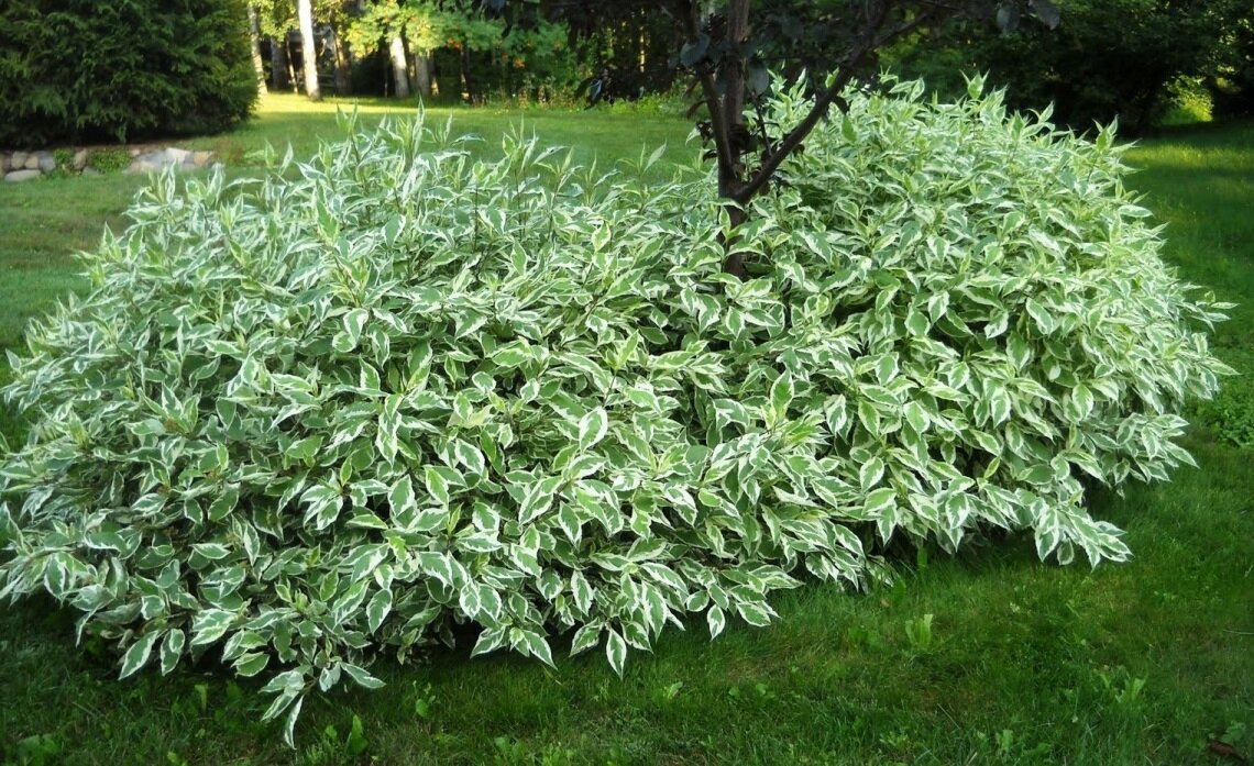 Дерен Дерен