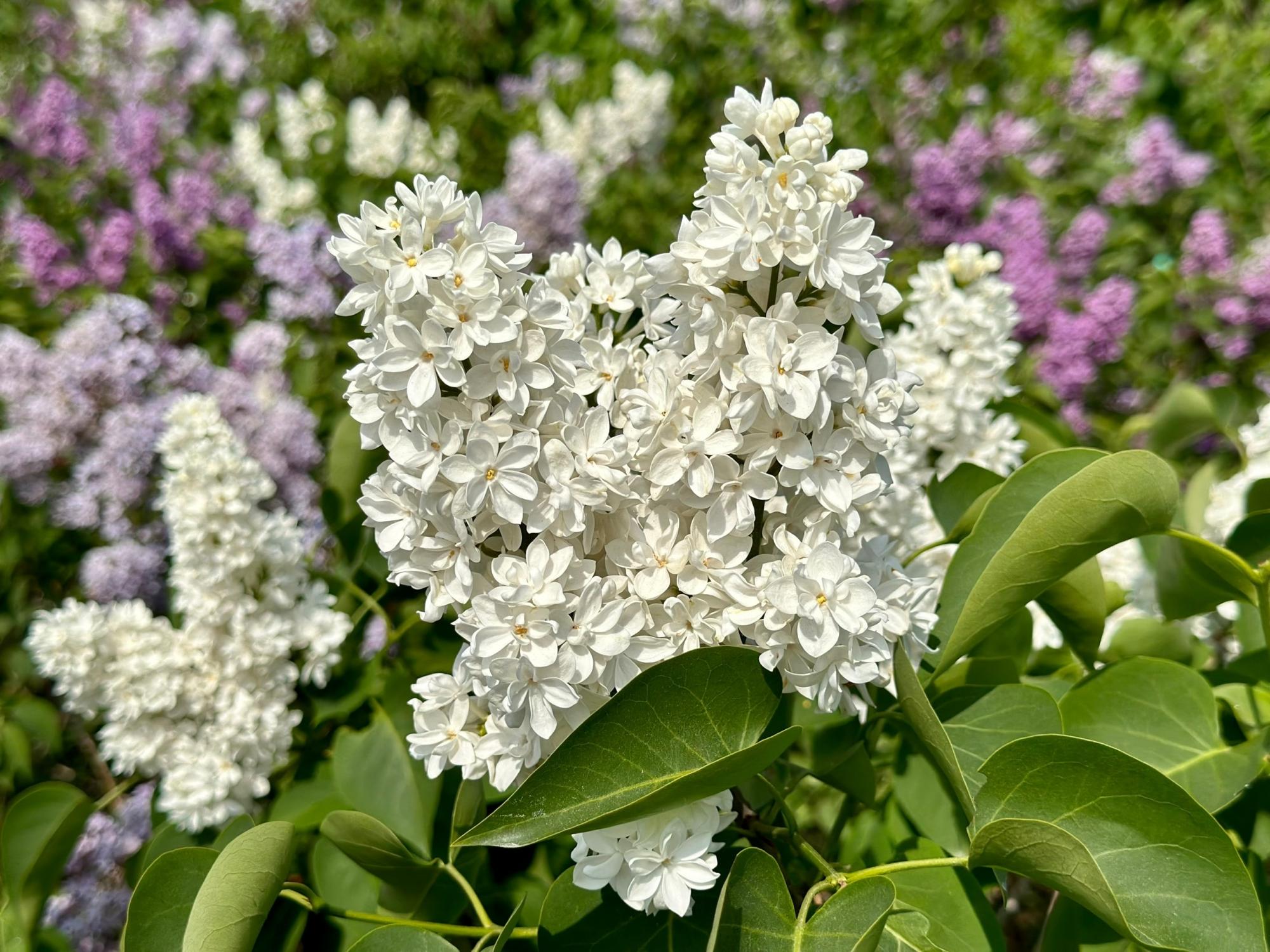 Сирень Комарова