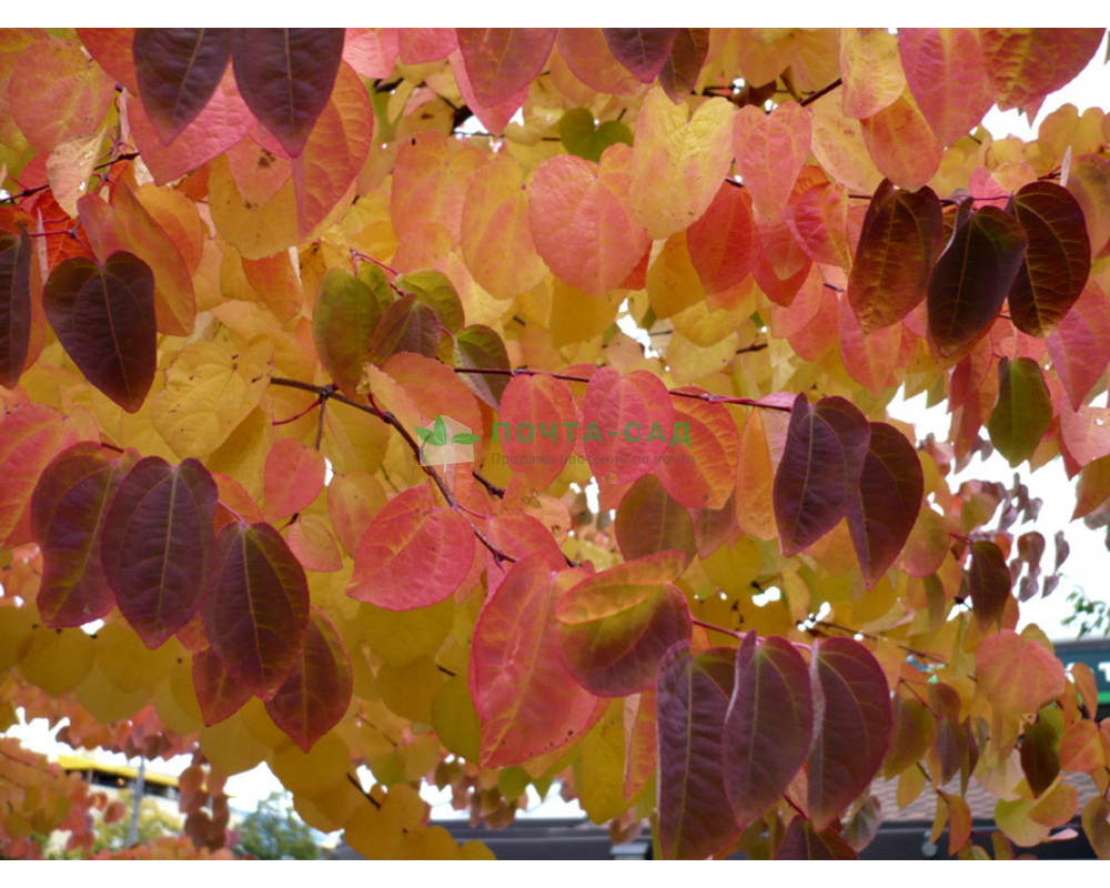 Багрянник японский