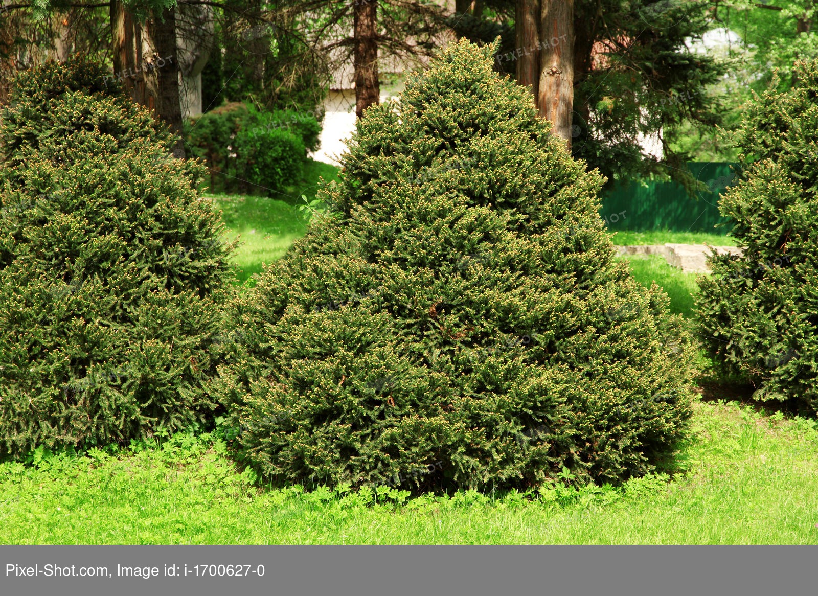 Ель обыкновенная