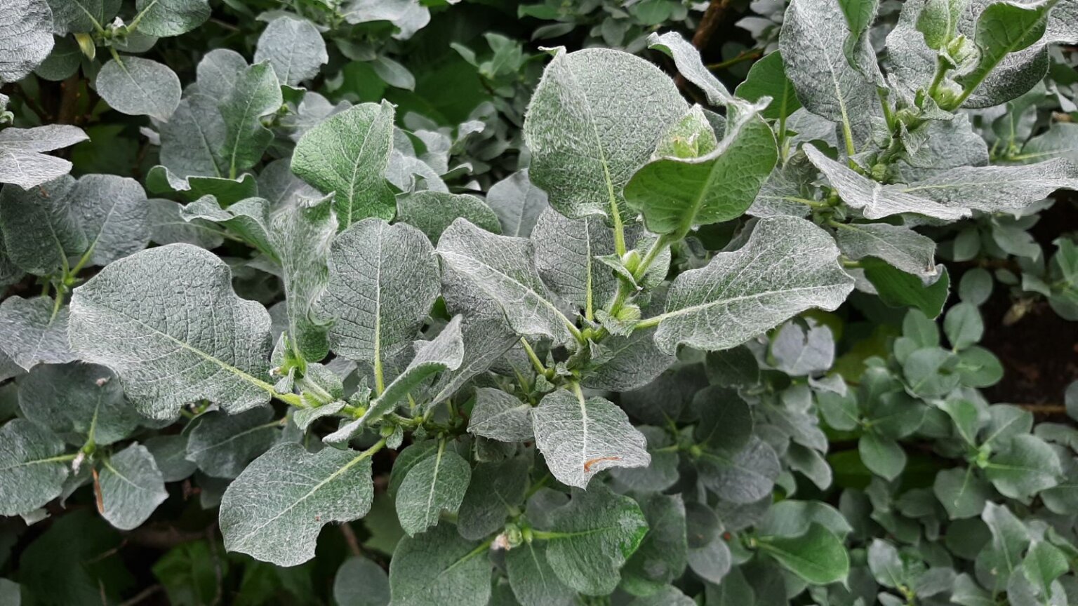 Ива мохнатая