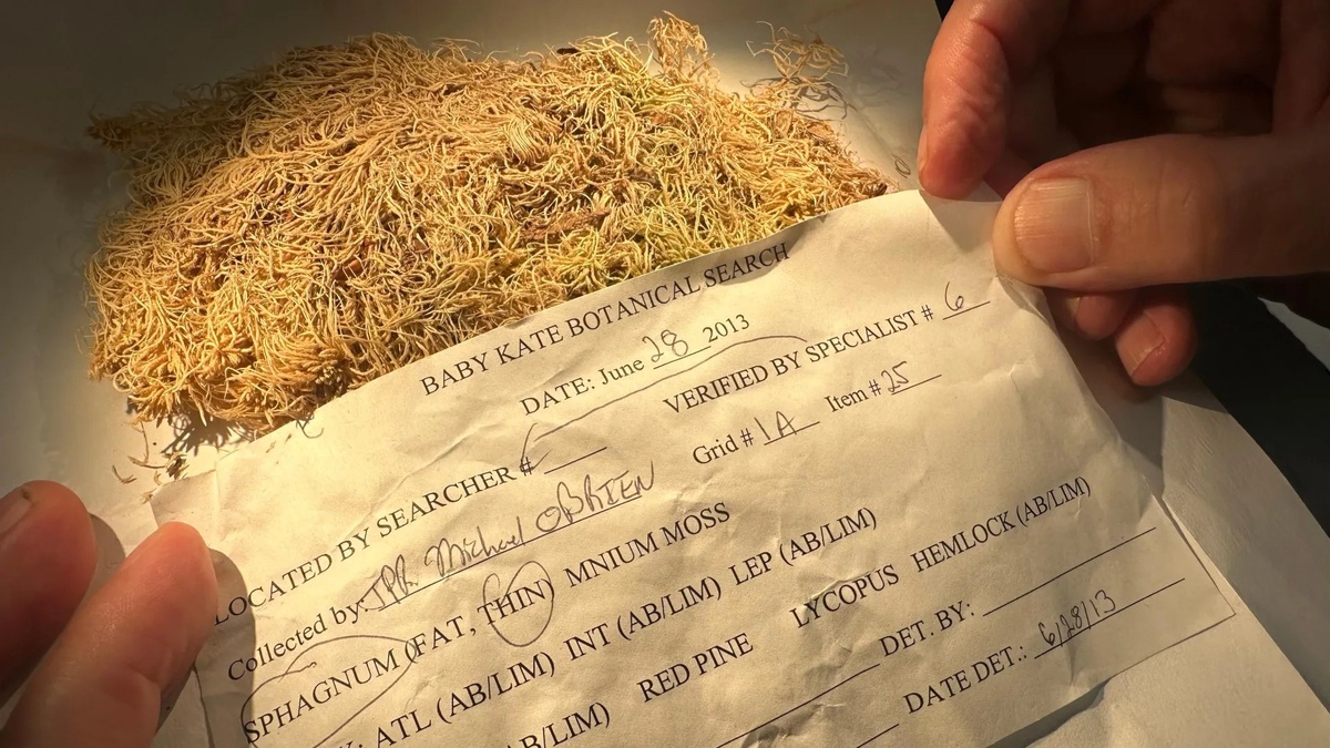 Бадьян настоящий