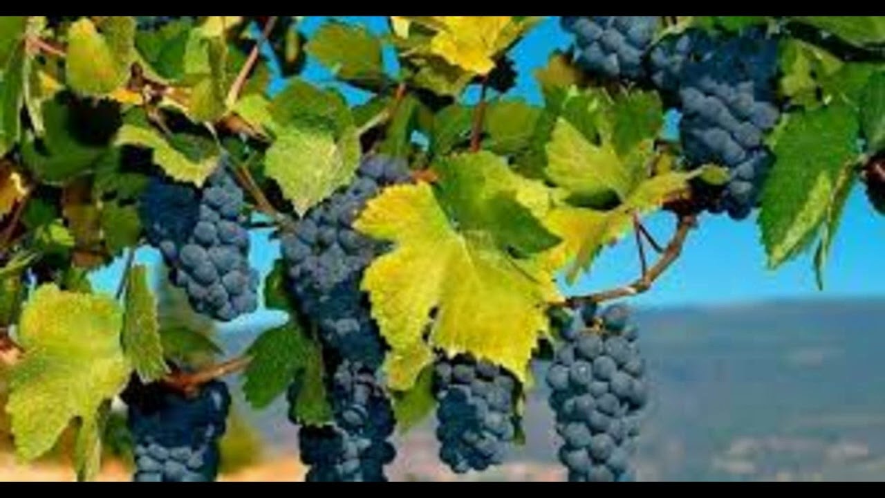 Виноград скальный Виноград скальный