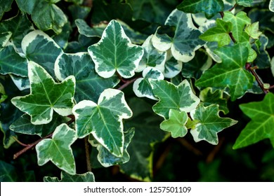 Плющ пестролистный