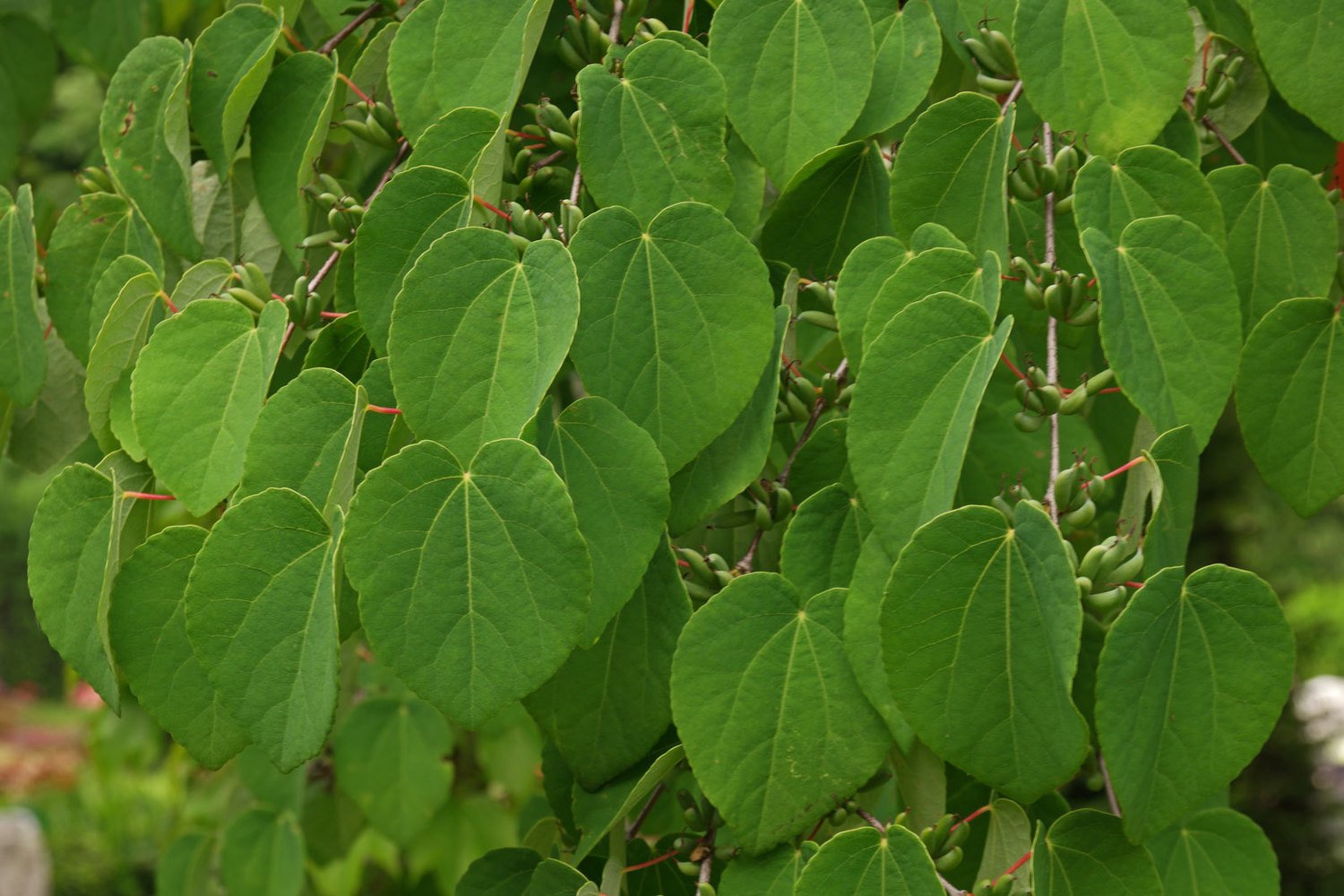 Багрянник японский