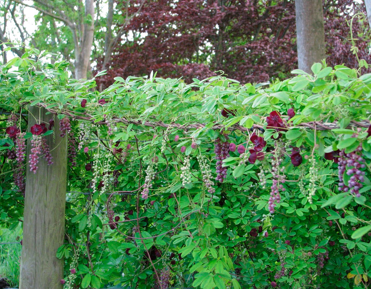 Акебия крупноцветковая
