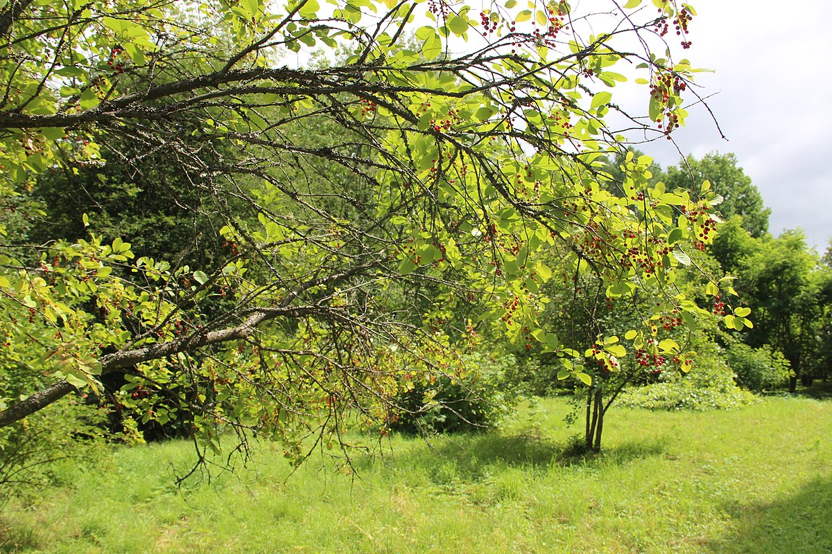Черемуха пенсильванская
