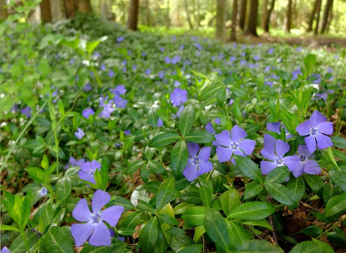 Барвинок прямой