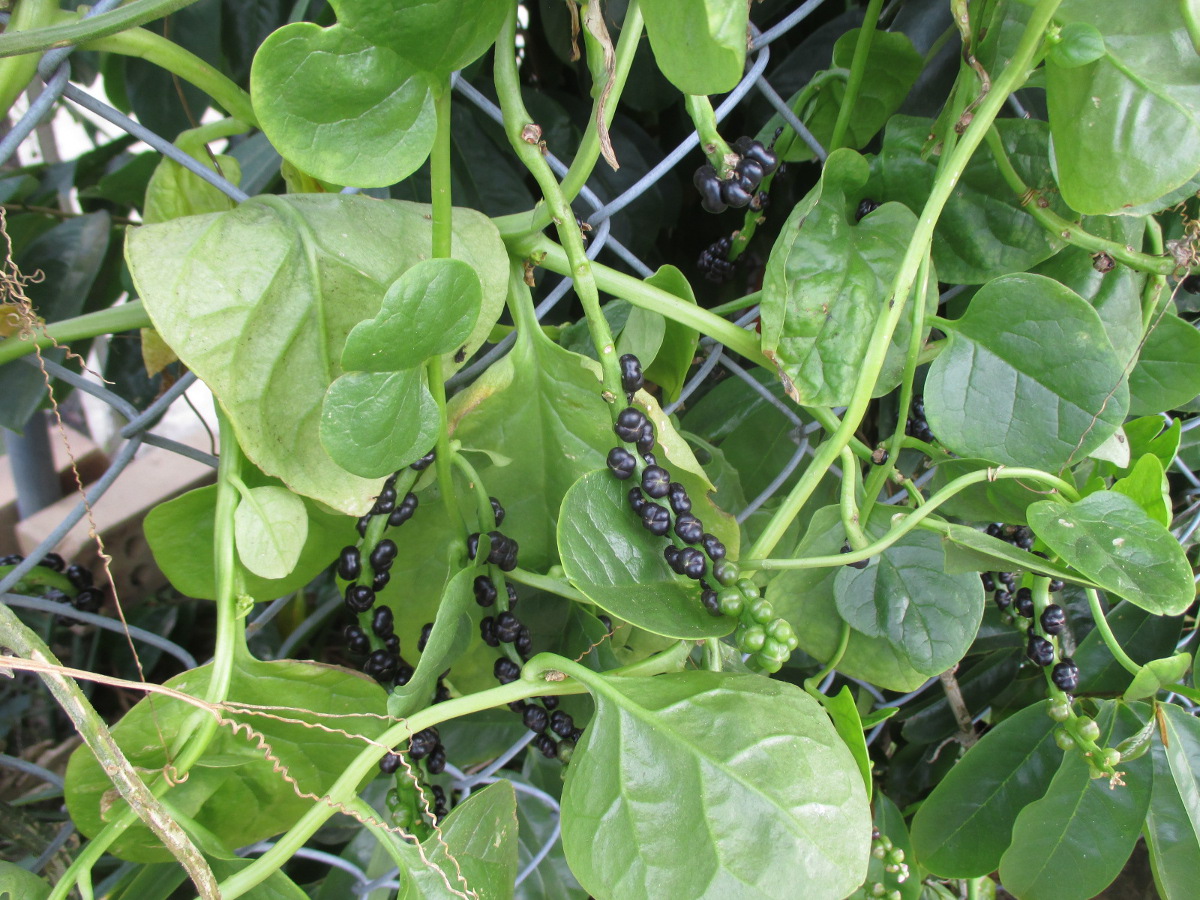 Базелла белая