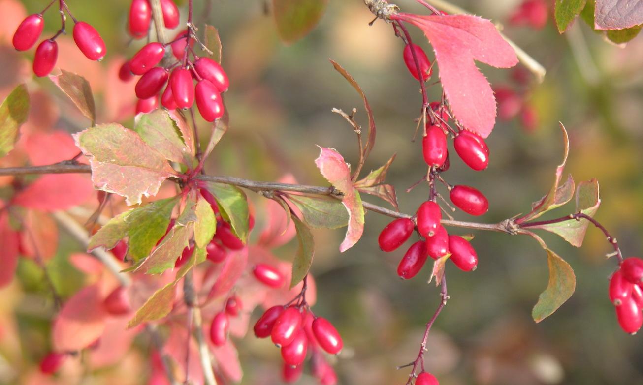 Барбарис боярышниковый
