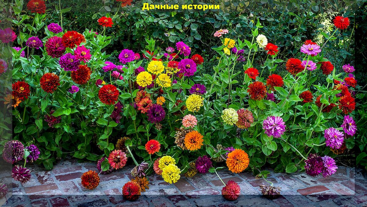 Цинния