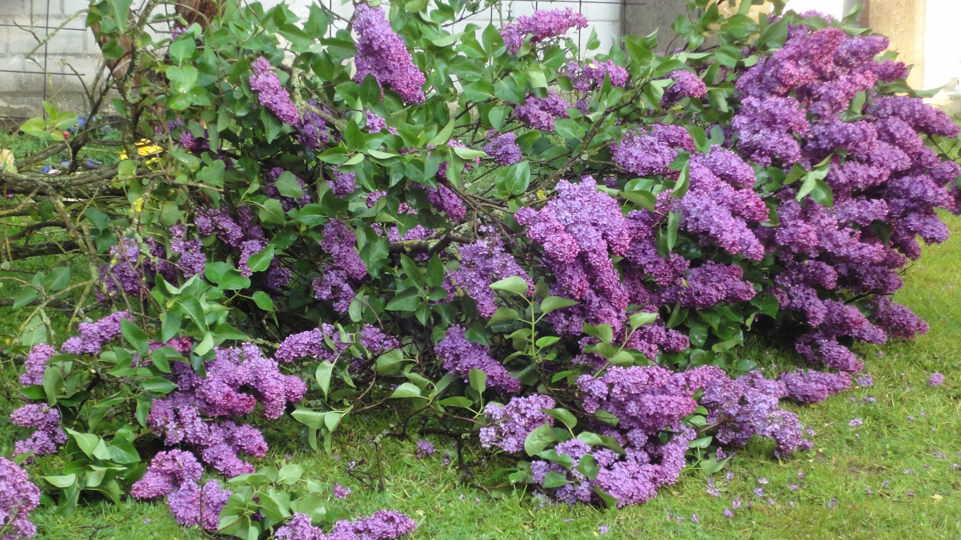 Сирень персидская