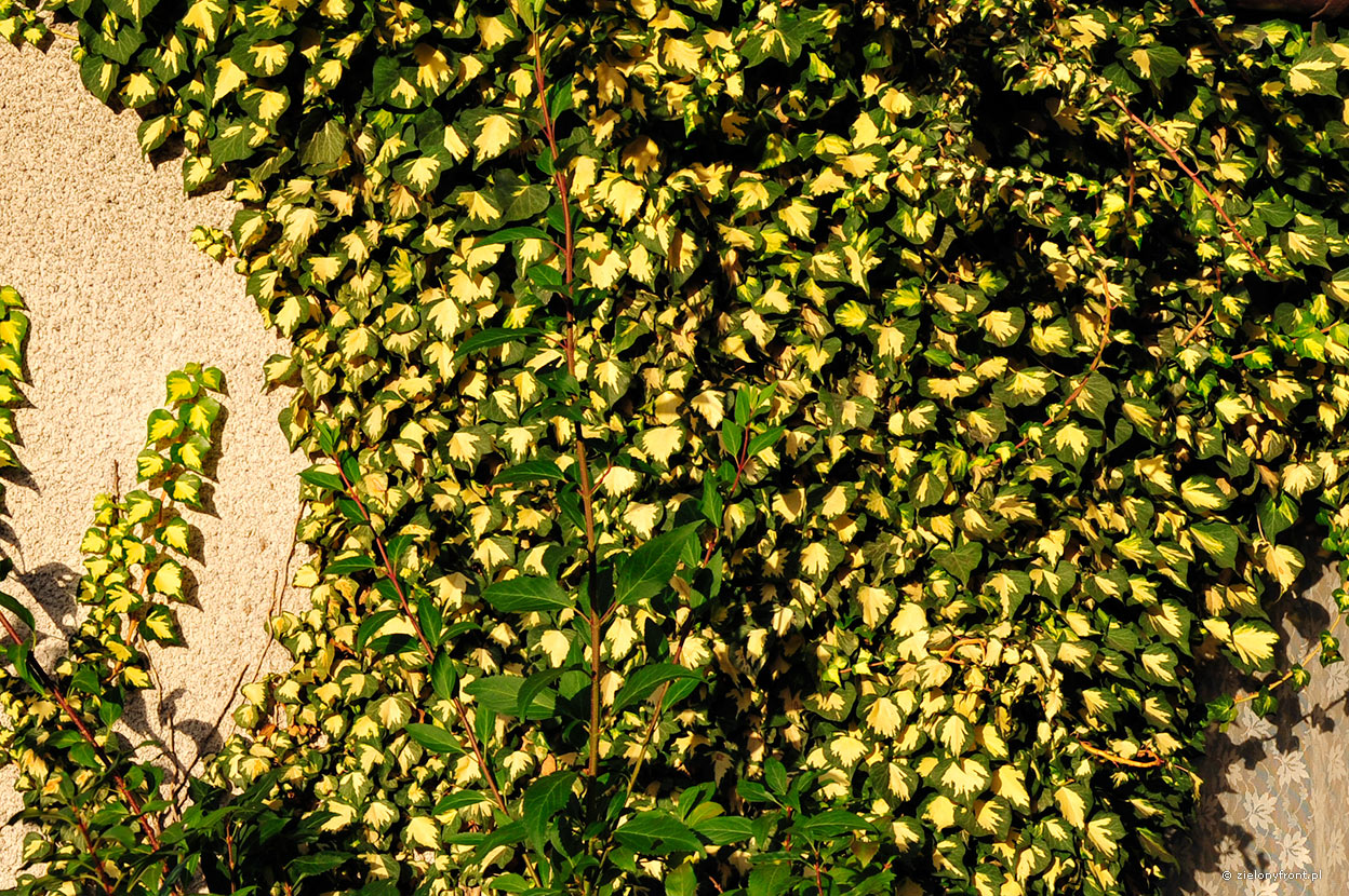 Плющ пестрый