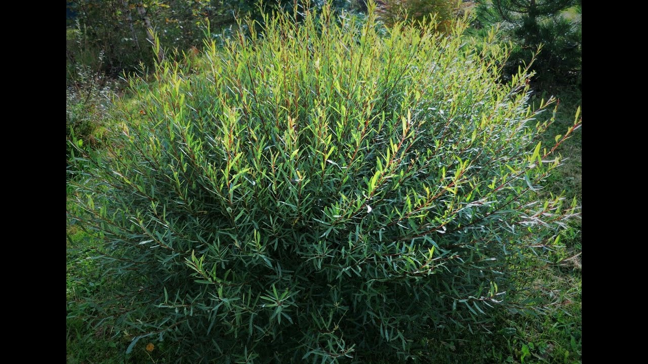 Ива пурпурная Ива пурпурная