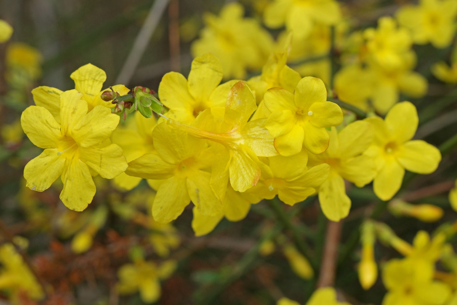 Жасмин голоцветковый Жасмин голоцветковый