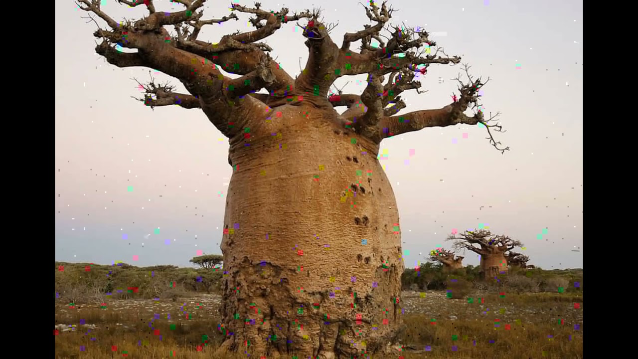 Баобаб африканский