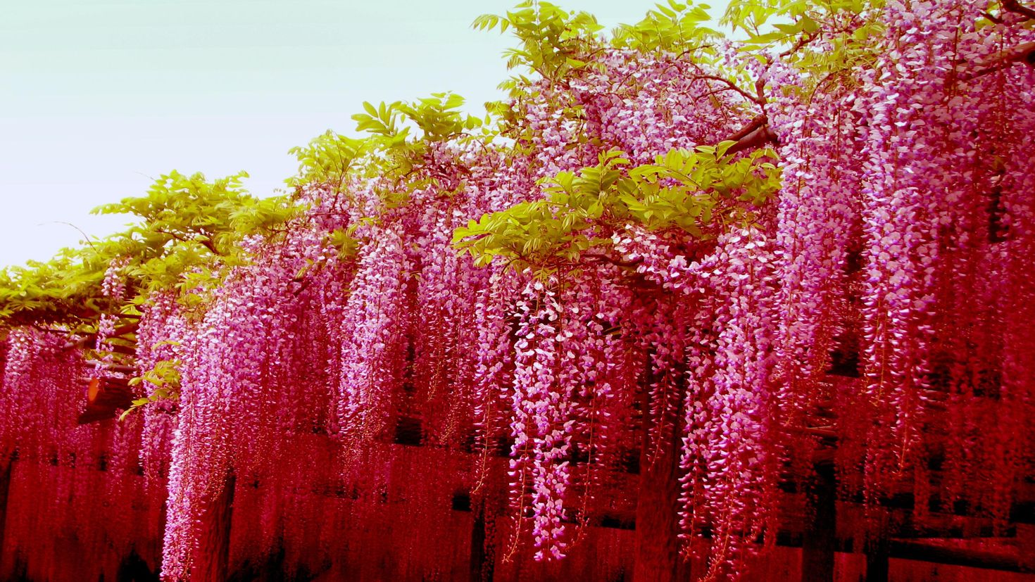 Глициния японская Глициния японская