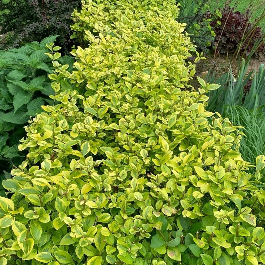 Бирючина овальнолистная