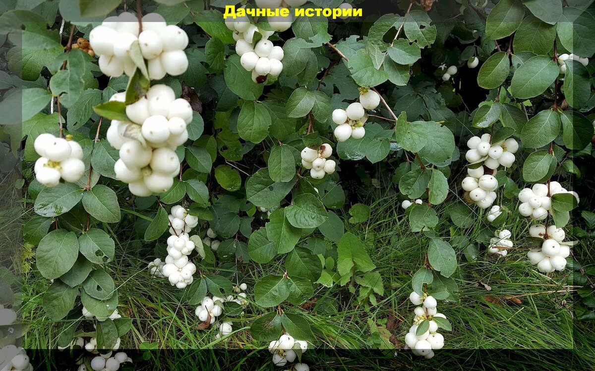 Снежноягодник Мягкий
