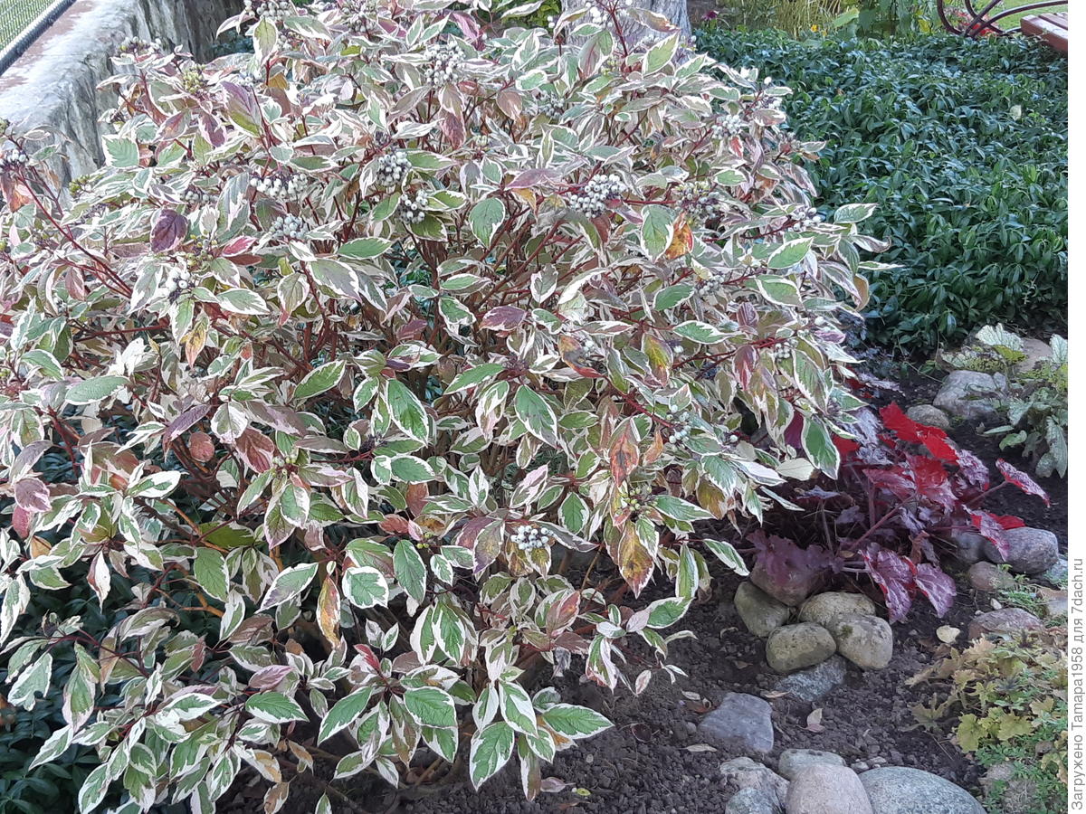 Дерен спорный Дерен спорный