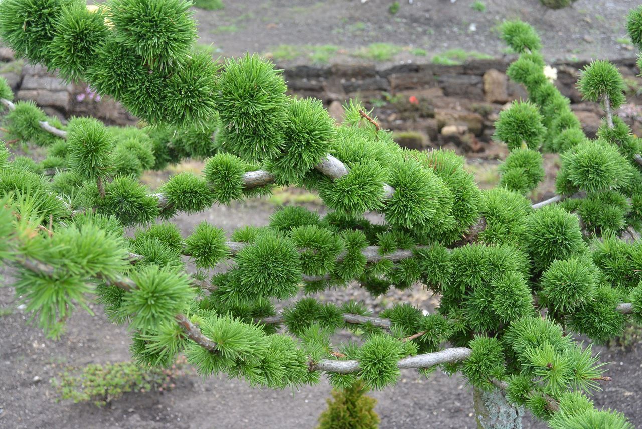 Лиственница европейская Лиственница европейская